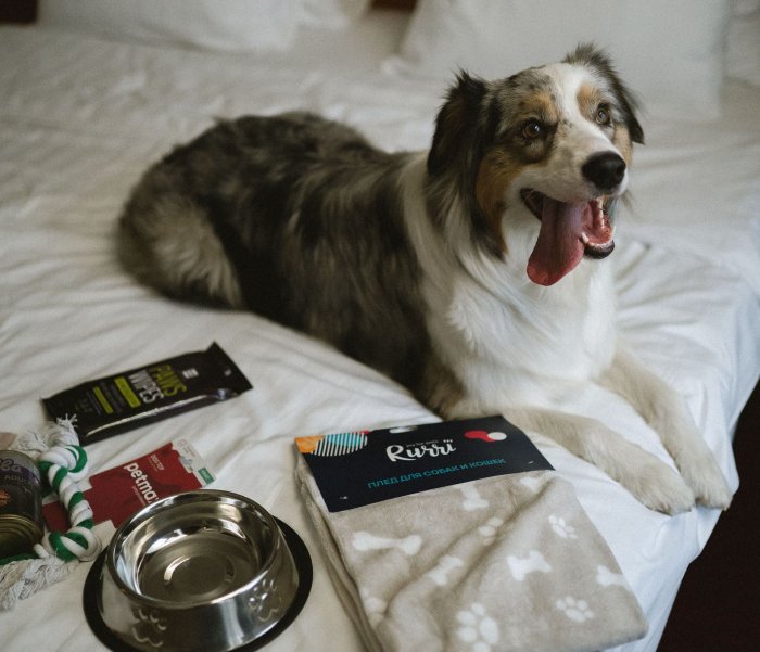 Роскачество вручило первым отелям в России сертификаты petfriendly, 10.03.2025 -  «Отель и Конгресс-центр «Вега» Измайлово»